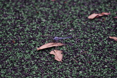 Erythemis simplicicollis image