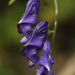 Aconitum volubile - Photo (c) sultanov-rinat,  זכויות יוצרים חלקיות (CC BY-NC), uploaded by sultanov-rinat