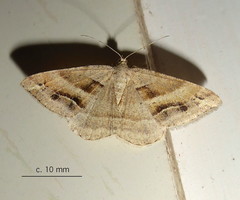 Chiasmia furcata