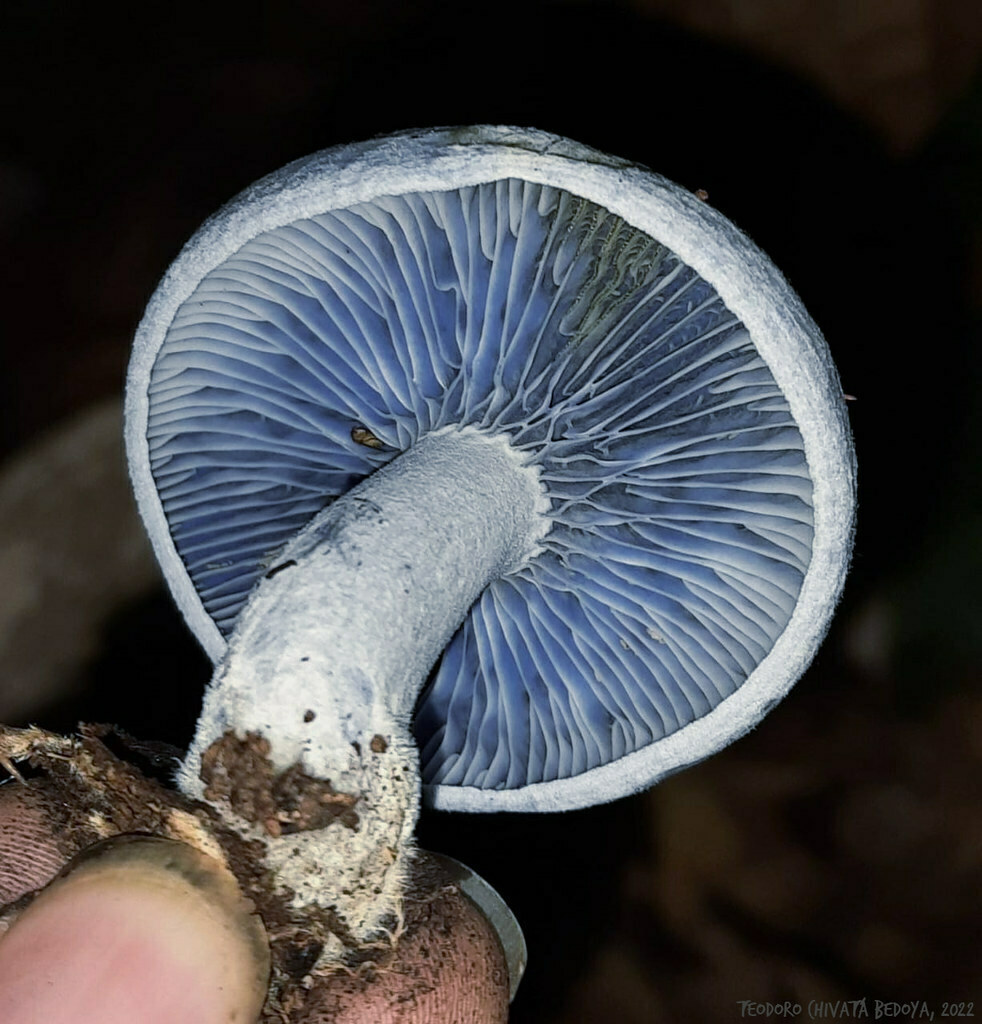 Lactarius indigo · September 2022 · photo: © teodoro_chivatabedoya (iNaturalist, cc-by)