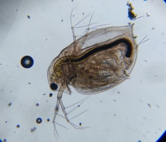 Daphnia curvirostris