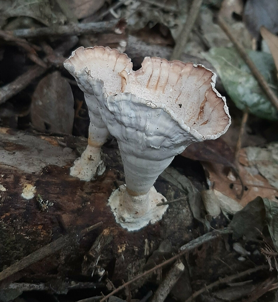 Cymatoderma caperatum · September 2022 · photo: © teodoro_chivatabedoya (iNaturalist, cc-by)