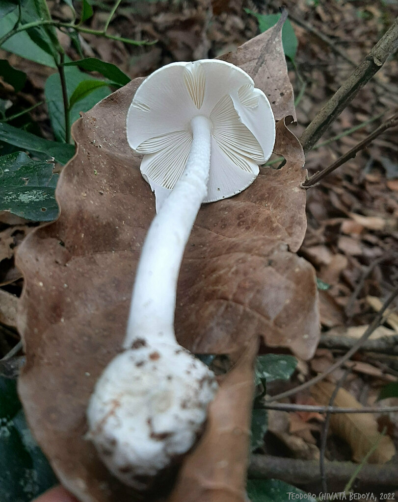Amanita bisporigera · September 2022 · photo: © teodoro_chivatabedoya (iNaturalist, cc-by)