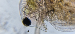 Daphnia curvirostris