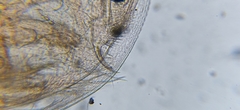 Daphnia curvirostris