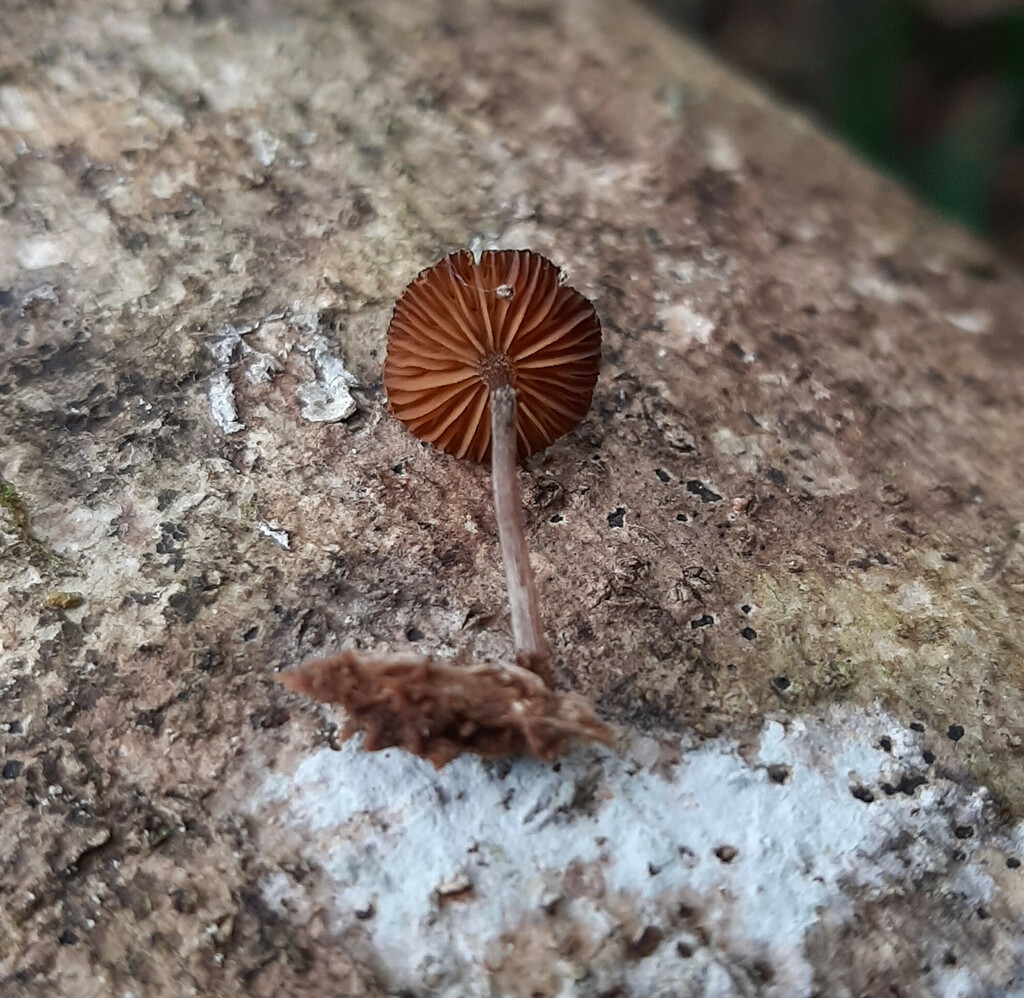 Galerina heimansii