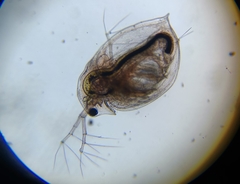 Daphnia curvirostris