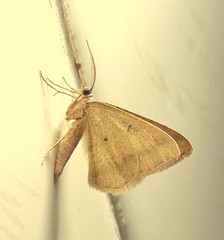 Chiasmia inconspicua