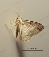 Chiasmia inconspicua