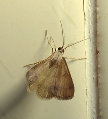 Chiasmia inconspicua