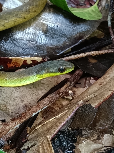 Velvet Swampsnake