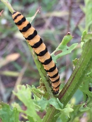 Tyria jacobaeae