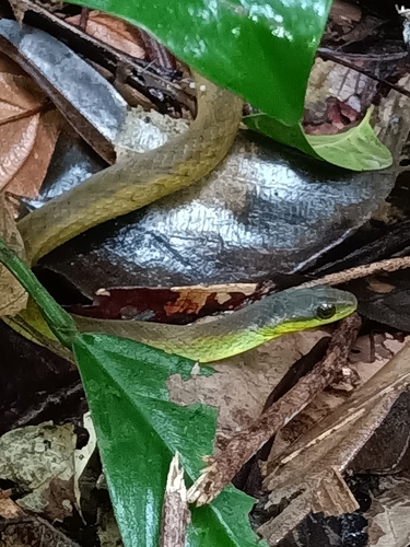 Velvet Swampsnake