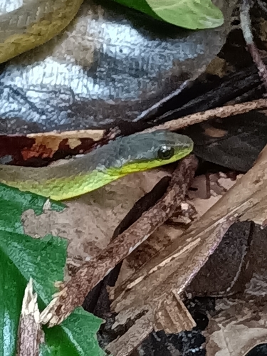 Velvet Swampsnake