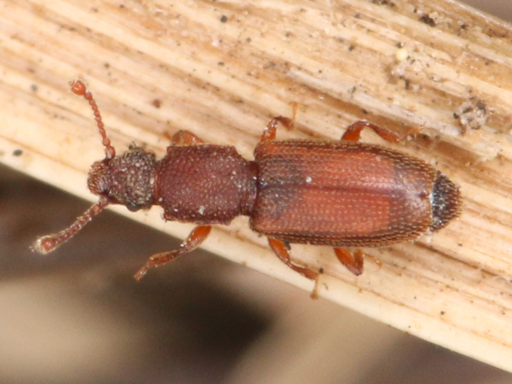 Monotoma testacea