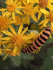 Tyria jacobaeae