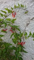 Solanum dulcamara