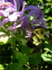 Bombus bimaculatus