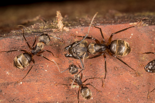奇股弓背蚁Camponotus femoratus