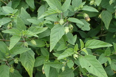 Physalis longifolia subglabrata
