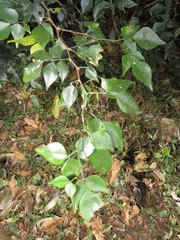 Indigofera natalensis