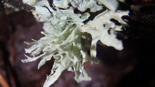 Sinewed Bushy Lichen