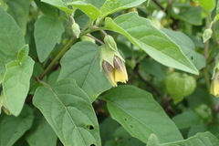 Physalis longifolia subglabrata