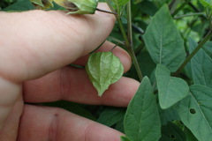 Physalis longifolia subglabrata