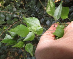 Indigofera natalensis