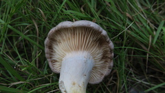 Lactarius trivialis