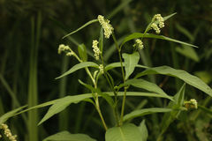 Persicaria tomentosa