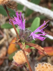 Monardella sinuata nigrescens