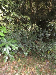 Indigofera natalensis