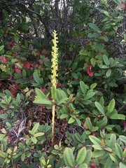 Platanthera michaelii
