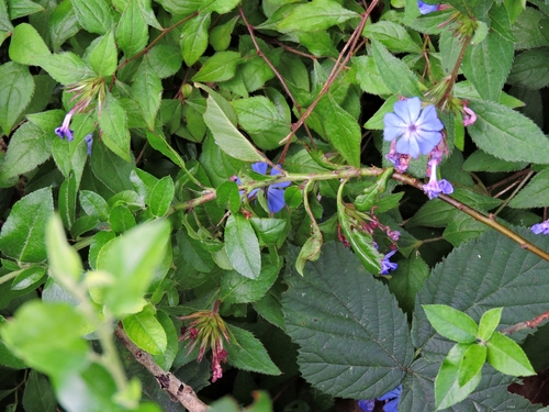 Ceratostigma plumbaginoides