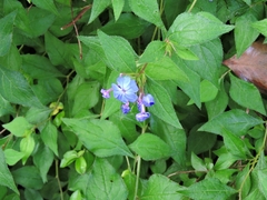 Ceratostigma