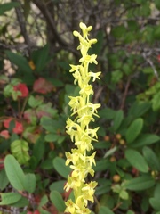 Platanthera michaelii