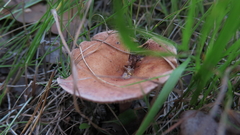 Lactarius tabidus