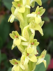 Platanthera michaelii