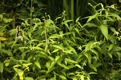 Persicaria tomentosa