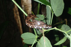 Mastigodryas pulchriceps