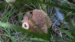 Lactarius tabidus