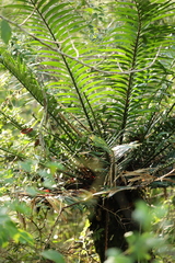 Encephalartos hildebrandtii, photograph (c) Adrien Jailloux, some rights reserved (CC BY)