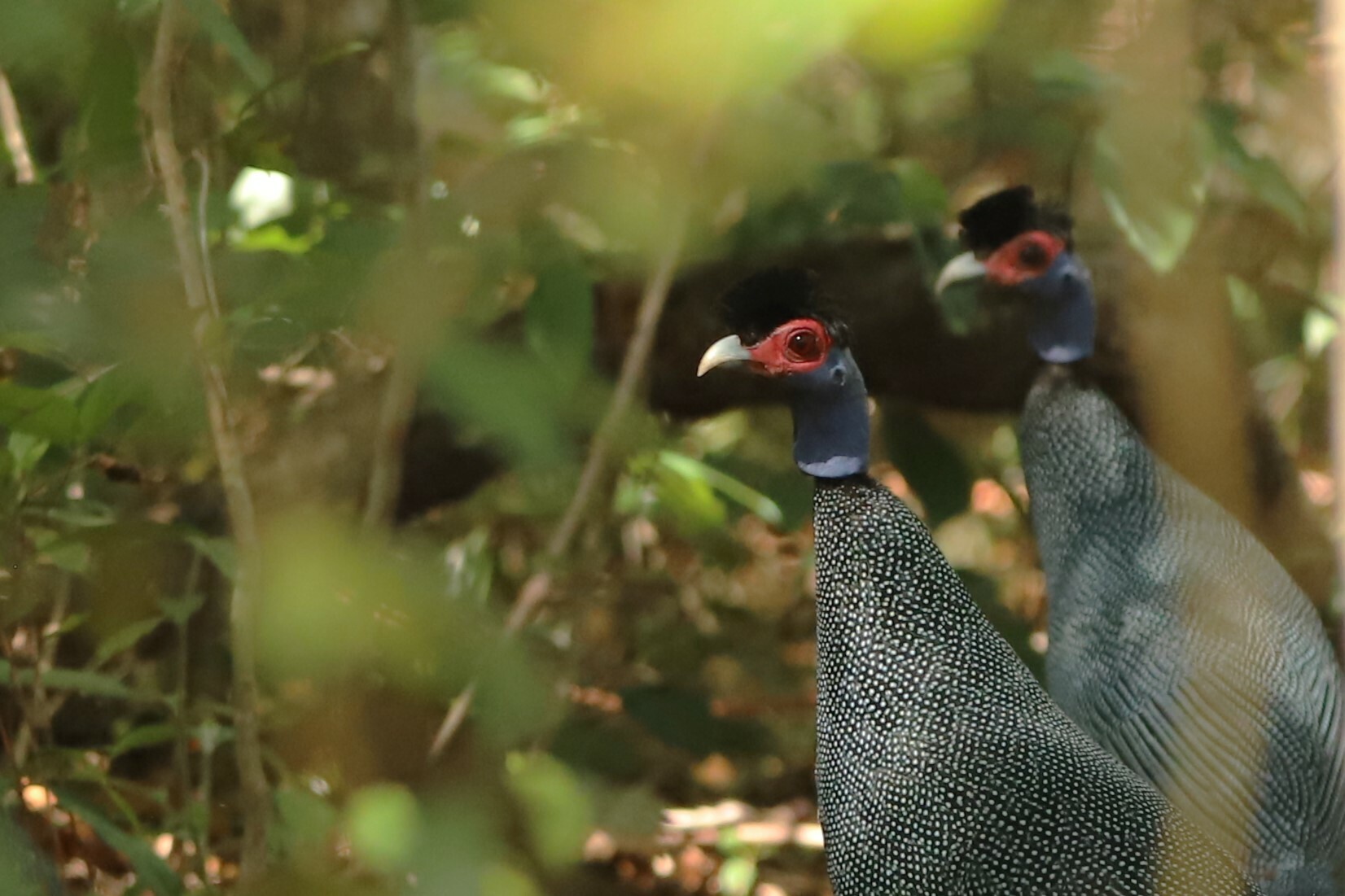 Eastern Crested Guineafowl (Guttera pucherani)