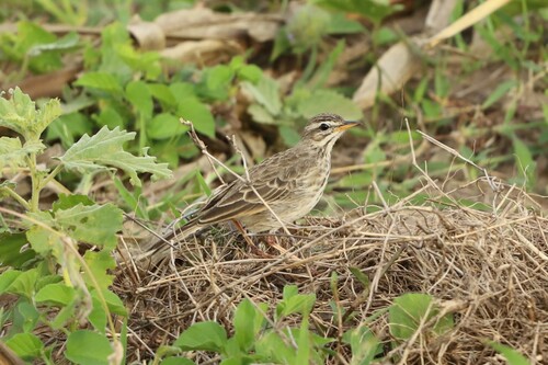 Malindi Pipit (Anthus melindae)