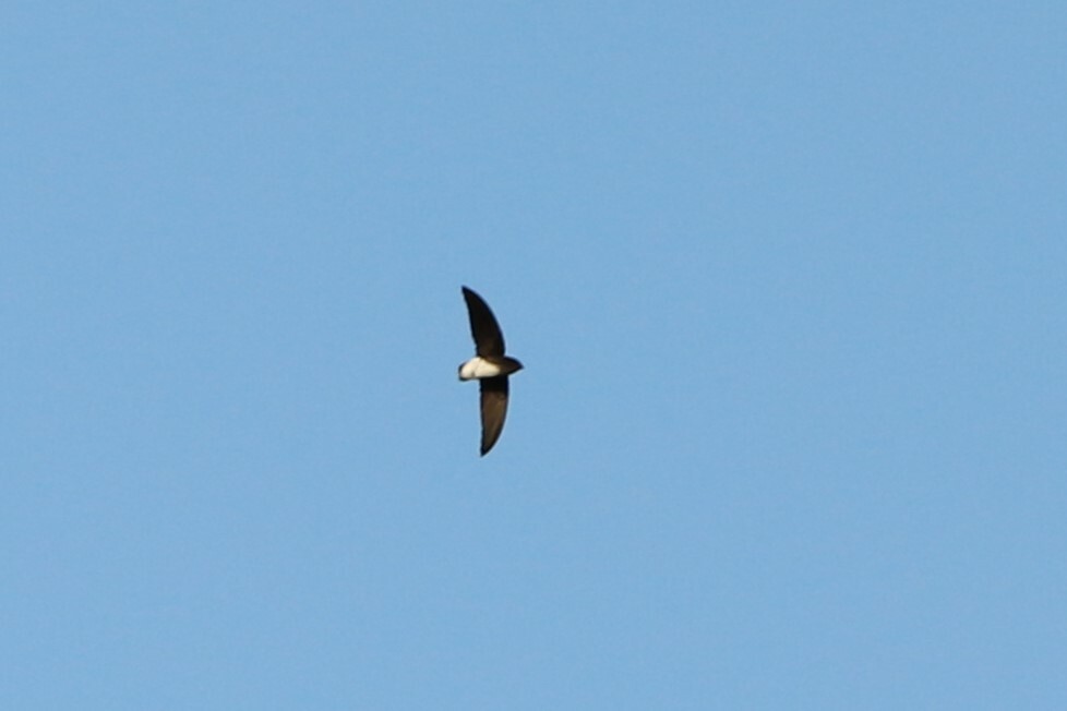 Böhm's Spinetail (Neafrapus boehmi), photo 2