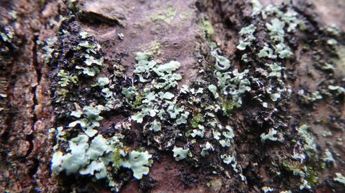 Hooded Tube Lichen