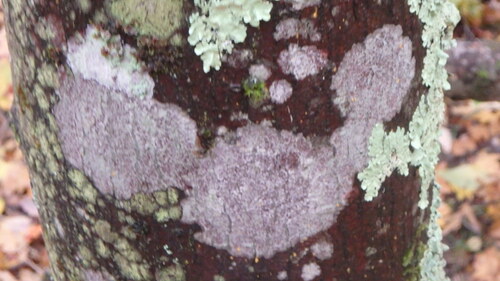 Common Lichens