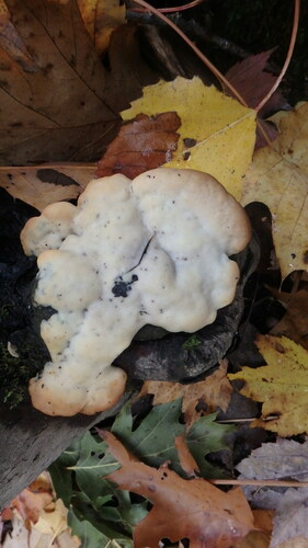 green cheese polypore