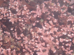 Phymatolithon calcareum